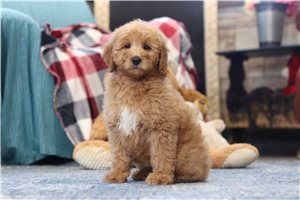 Tyrone - Goldendoodle, Mini for sale