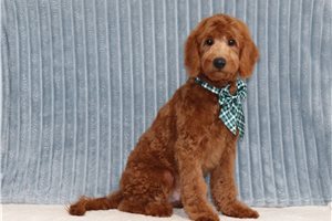 Sask - Mini Goldendoodle for sale