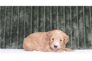 Jerry - Mini Goldendoodle for sale