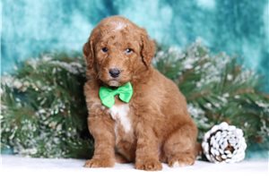 Henry - Goldendoodle, Mini for sale