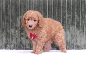 Jeremy - Mini Goldendoodle for sale