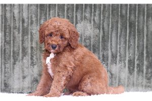 Johnny - Goldendoodle, Mini, placed in Zanesville / Cambridge