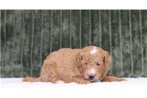 Jesper - Mini Goldendoodle for sale