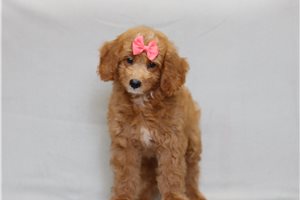 Saskia - Goldendoodle, Mini for sale