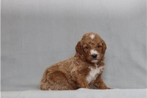 Hunter - Goldendoodle, Mini for sale