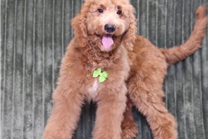 Hayes - Mini Goldendoodle for sale