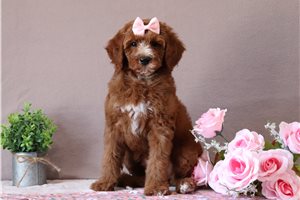 Dottie - Mini Goldendoodle for sale