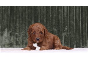 Johnny - Mini Goldendoodle for sale