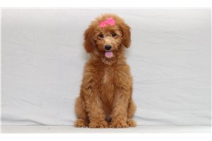 Jetta - Goldendoodle, Mini for sale