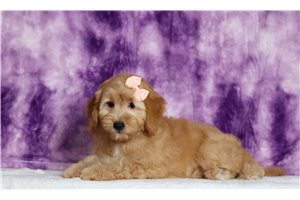 Dawn - Goldendoodle, Mini for sale