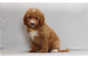 Hunter - Goldendoodle, Mini for sale
