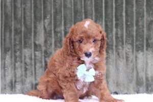 Jerrick - Mini Goldendoodle for sale
