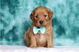 Loki - Goldendoodle, Mini for sale