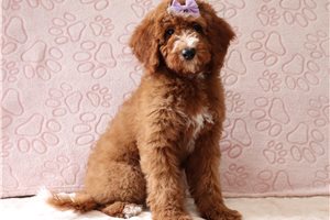 Dottie - Goldendoodle, Mini for sale