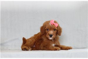 Jessie - Mini Goldendoodle for sale