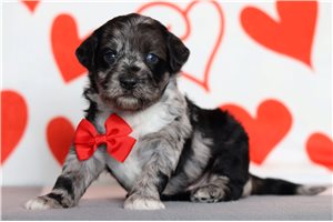 Sawyer - Goldendoodle, Mini for sale