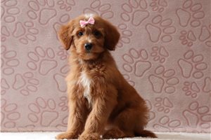 Jewel - Goldendoodle, Mini for sale