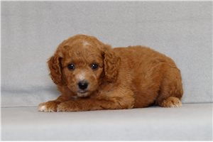 Sunny - Goldendoodle, Mini for sale
