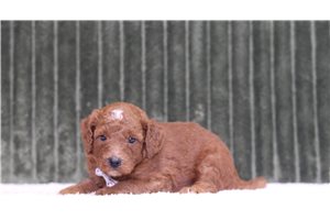 Joey - Mini Goldendoodle for sale