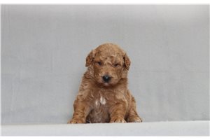 Heath - Goldendoodle, Mini for sale
