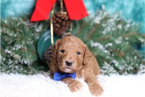 Lawrence - Goldendoodle, Mini for sale