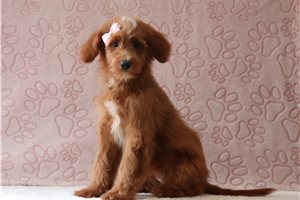 Jewel - Goldendoodle, Mini for sale