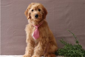 Loki - Goldendoodle, Mini for sale