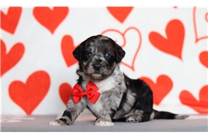 Sawyer - Goldendoodle, Mini for sale