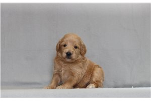 Hope - Goldendoodle, Mini for sale