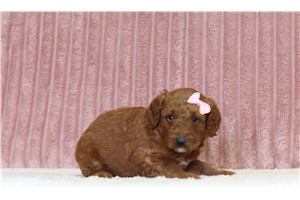 June - Mini Goldendoodle for sale