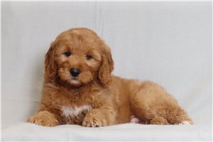 Tatum - Goldendoodle, Mini for sale