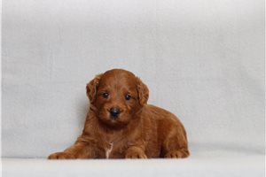 Sarge - Goldendoodle, Mini for sale