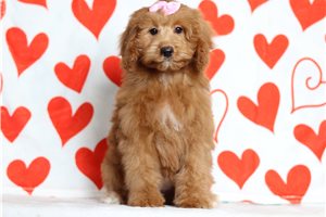 Leona - Goldendoodle, Mini for sale