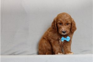 Henry - Goldendoodle, Mini for sale