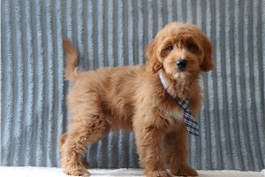 Magnum - Goldendoodle, Mini for sale
