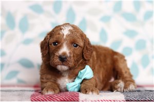 Dalton - Goldendoodle, Mini for sale