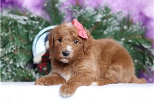 Hillary - Goldendoodle, Mini for sale