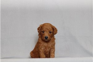 Satin - Goldendoodle, Mini for sale