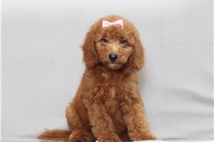 Jillian - Goldendoodle, Mini for sale