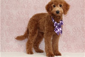 Sasha - Mini Goldendoodle for sale
