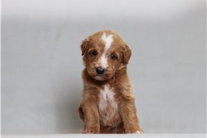 Jesper - Goldendoodle, Mini for sale