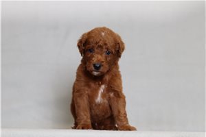 Jerry - Goldendoodle, Mini for sale