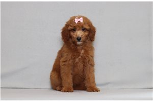 Jetta - Goldendoodle, Mini for sale