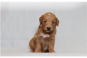Magnum - Goldendoodle, Mini for sale