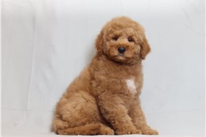 Tasmanian - Goldendoodle, Mini for sale