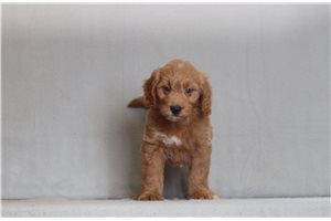 Magnum - Goldendoodle, Mini for sale