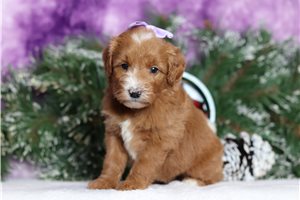 Hazel - Goldendoodle, Mini for sale