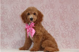 Sunny - Goldendoodle, Mini, placed in Zanesville / Cambridge