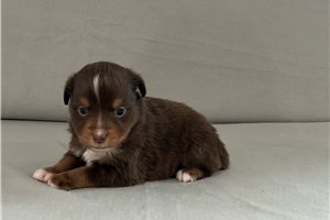 Tucker - Miniature Australian Shepherd for sale
