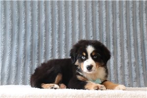 Turner - Miniature Australian Shepherd for sale